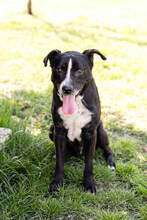 SHERLOCK, Hund, Mischlingshund in Kroatien - Bild 8