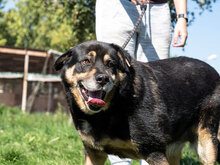 FETTI, Hund, Mischlingshund in Bulgarien - Bild 3