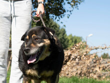 FETTI, Hund, Mischlingshund in Bulgarien - Bild 5