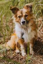 BAGEL, Hund, Mischlingshund in Bulgarien - Bild 1