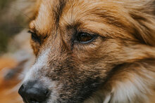 BAGEL, Hund, Mischlingshund in Bulgarien - Bild 2