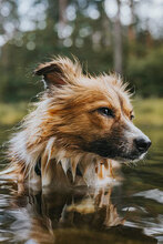 BAGEL, Hund, Mischlingshund in Bulgarien - Bild 3