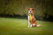 LIJA, Hund, Mischlingshund in Hilden - Bild 12