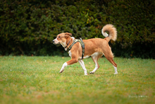 LIJA, Hund, Mischlingshund in Hilden - Bild 16