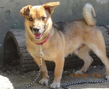 RUSSEL, Hund, Mischlingshund in Sinsheim - Bild 1