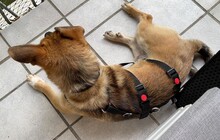 RUSSEL, Hund, Mischlingshund in Gerabronn - Bild 11
