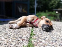 RUSSEL, Hund, Mischlingshund in Sinsheim - Bild 12