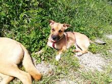 RUSSEL, Hund, Mischlingshund in Sinsheim - Bild 13