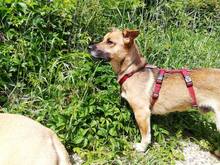 RUSSEL, Hund, Mischlingshund in Sinsheim - Bild 16