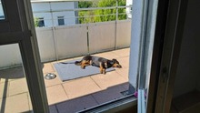 LARA, Hund, Mischlingshund in Stuttgart - Bild 11