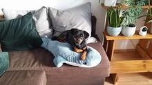 LARA, Hund, Mischlingshund in Stuttgart - Bild 12