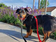LARA, Hund, Mischlingshund in Stuttgart - Bild 17
