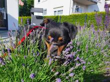 LARA, Hund, Mischlingshund in Stuttgart - Bild 18
