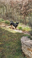 LARA, Hund, Mischlingshund in Stuttgart - Bild 3
