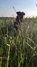 LARA, Hund, Mischlingshund in Stuttgart - Bild 4
