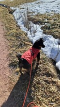 LARA, Hund, Mischlingshund in Stuttgart - Bild 6
