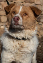 HACHI, Hund, Mischlingshund in Bulgarien - Bild 1