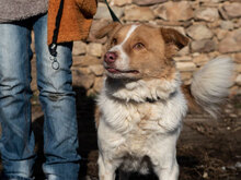 HACHI, Hund, Mischlingshund in Bulgarien - Bild 3