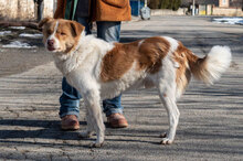HACHI, Hund, Mischlingshund in Bulgarien - Bild 4