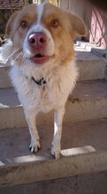 HACHI, Hund, Mischlingshund in Bulgarien - Bild 5