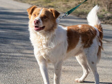 HACHI, Hund, Mischlingshund in Bulgarien - Bild 6