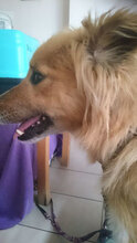 SUZY, Hund, Mischlingshund in Bulgarien - Bild 4