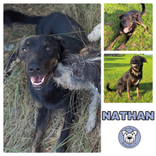 NATHAN, Hund, Mischlingshund in Ostramondra - Bild 1