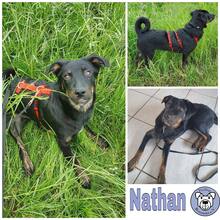 NATHAN, Hund, Mischlingshund in Ostramondra - Bild 2