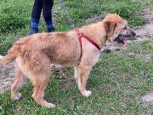 AURIS, Hund, Mischlingshund in Slowakische Republik - Bild 5