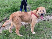 AURIS, Hund, Mischlingshund in Slowakische Republik - Bild 6