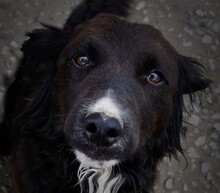 NELLYS90, Hund, Mischlingshund in Slowakische Republik - Bild 1