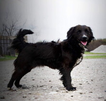 NELLYS90, Hund, Mischlingshund in Slowakische Republik - Bild 3