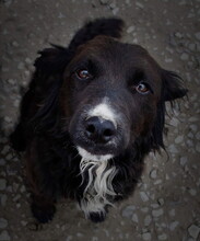 NELLYS90, Hund, Mischlingshund in Slowakische Republik - Bild 4