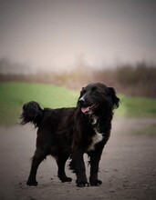 NELLYS90, Hund, Mischlingshund in Slowakische Republik - Bild 5