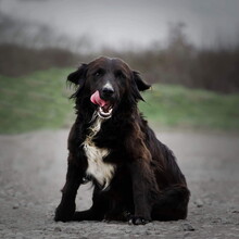 NELLYS90, Hund, Mischlingshund in Slowakische Republik - Bild 6