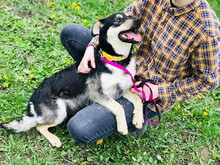 ELISA, Hund, Mischlingshund in Slowakische Republik - Bild 3
