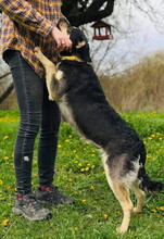 ELISA, Hund, Mischlingshund in Slowakische Republik - Bild 4