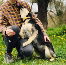 ELISA, Hund, Mischlingshund in Slowakische Republik - Bild 6
