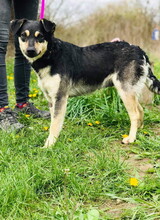 ELISA, Hund, Mischlingshund in Slowakische Republik - Bild 7