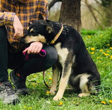 ELISA, Hund, Mischlingshund in Slowakische Republik - Bild 8