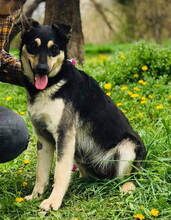 ELISA, Hund, Mischlingshund in Slowakische Republik - Bild 9