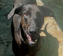 JOEY, Hund, Mischlingshund in Spanien - Bild 1
