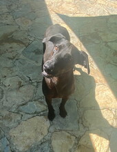 JOEY, Hund, Mischlingshund in Spanien - Bild 4