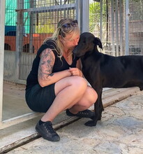 JOEY, Hund, Mischlingshund in Spanien - Bild 6