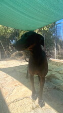 JOEY, Hund, Mischlingshund in Spanien - Bild 7