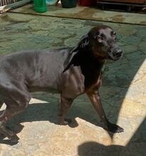 JOEY, Hund, Mischlingshund in Spanien - Bild 8