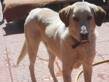 HELIOS, Hund, Mischlingshund in Griechenland - Bild 1