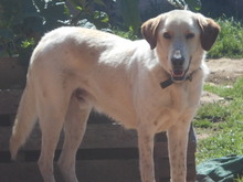 HELIOS, Hund, Mischlingshund in Griechenland - Bild 2