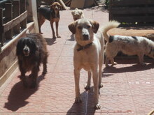 HELIOS, Hund, Mischlingshund in Griechenland - Bild 3