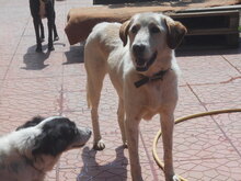 HELIOS, Hund, Mischlingshund in Griechenland - Bild 4